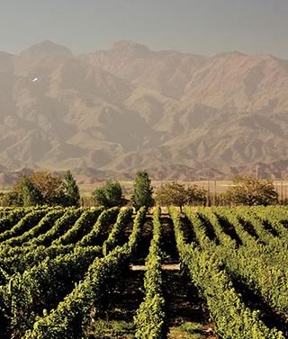 Viñedos